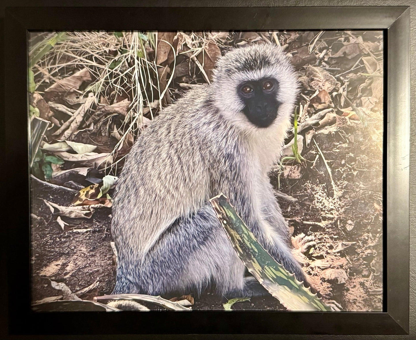 Vervet Monkey - Drone Vision Photography