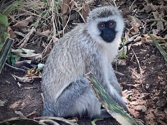 Vervet Monkey - Drone Vision Photography