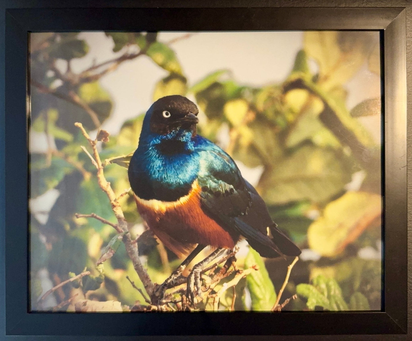 Violet Backed Starling - Drone Vision Photography