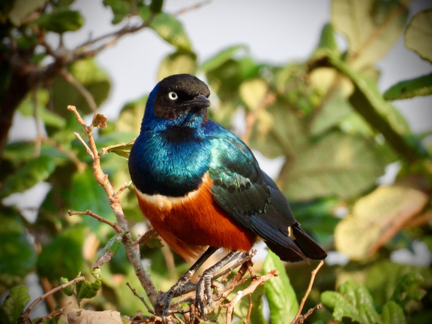 Violet Backed Starling - Drone Vision Photography