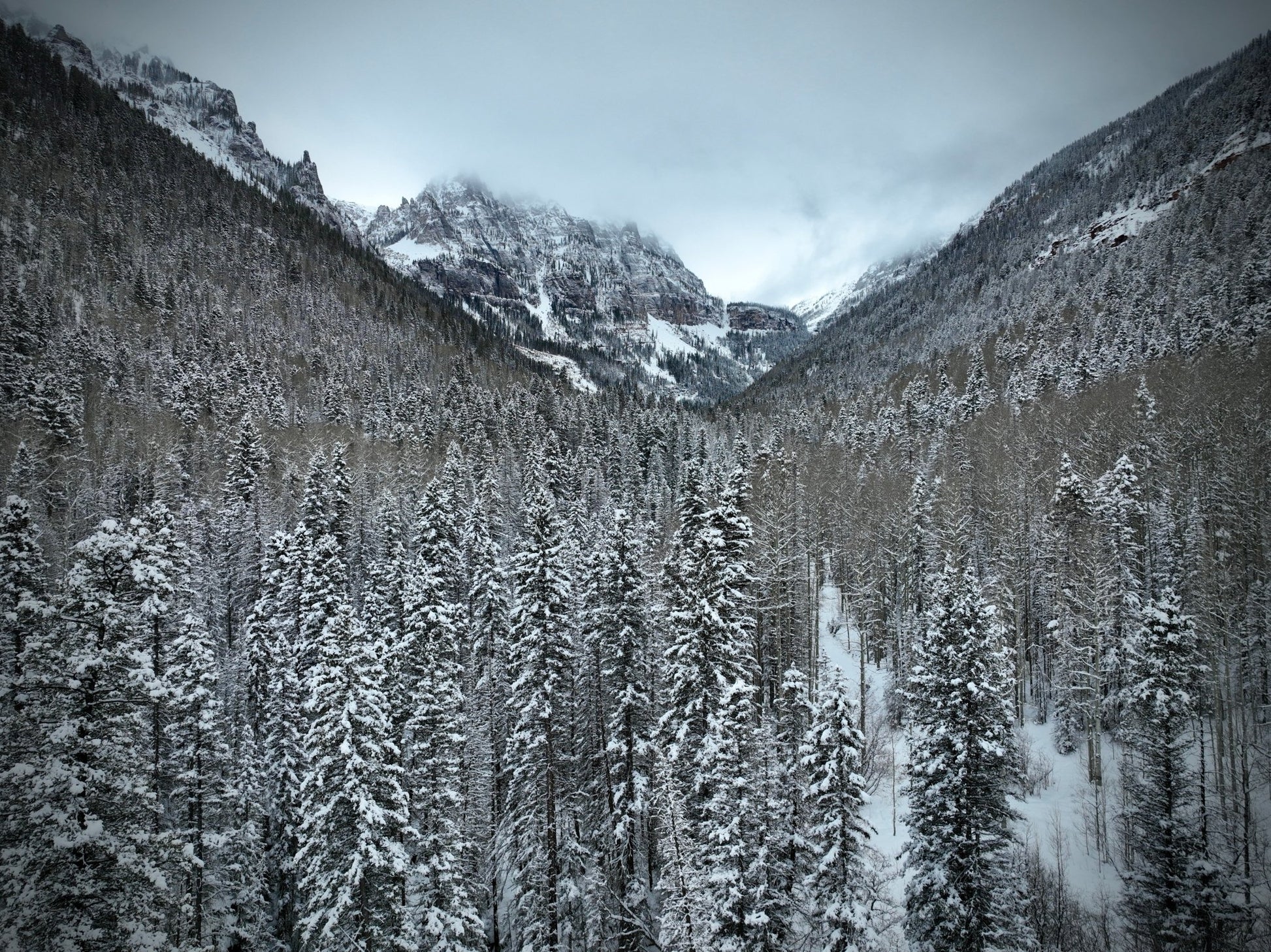 Whispering Pines - Drone Vision Photography