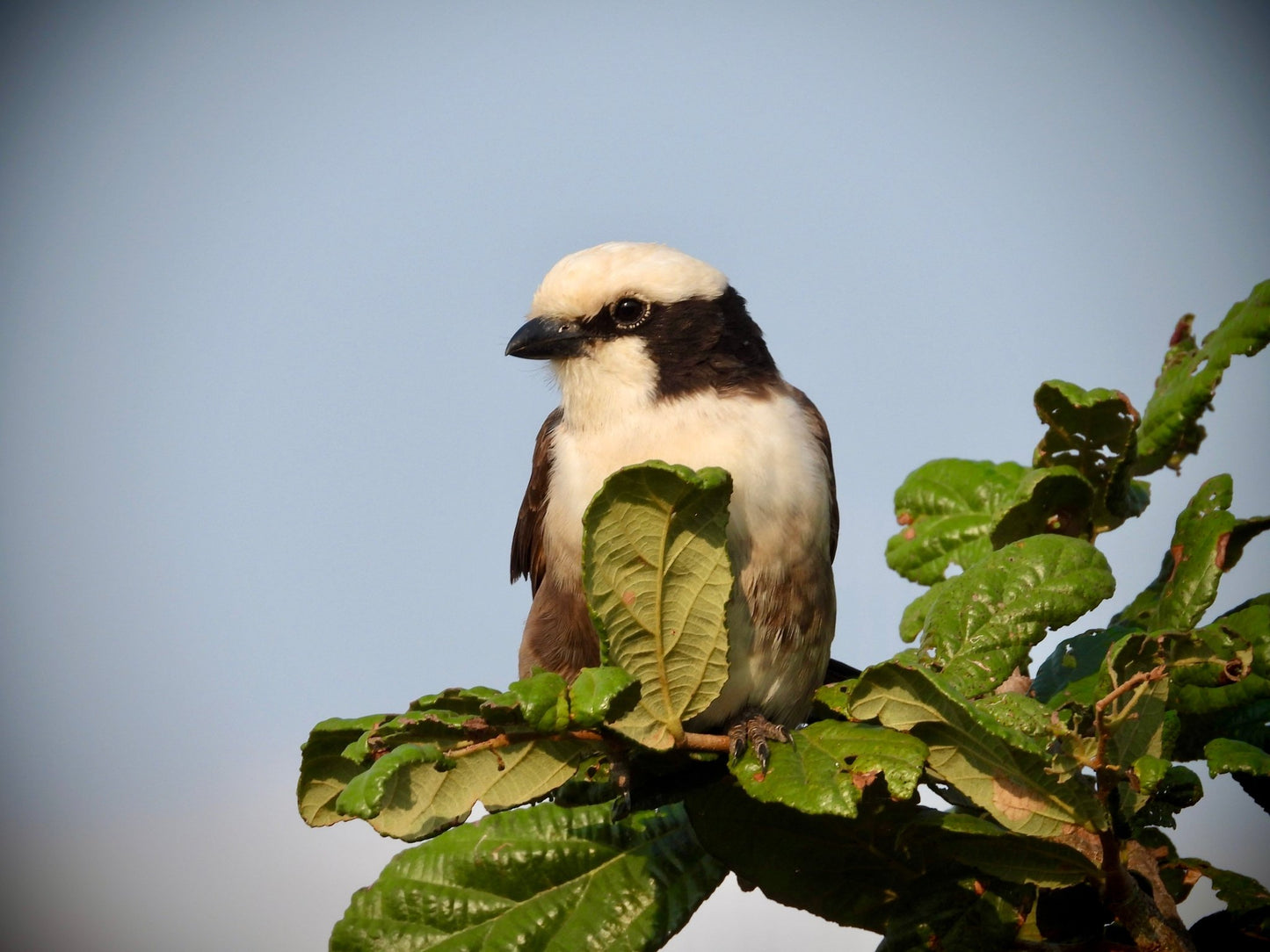 White Headed Buffalo Weaver - Drone Vision Photography