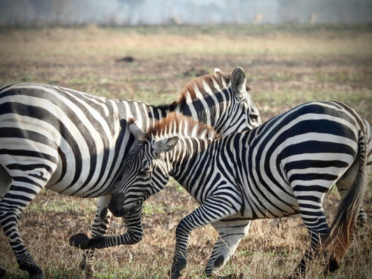 Zebra - Drone Vision Photography